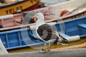 Seagull standing next to colorful boats photo